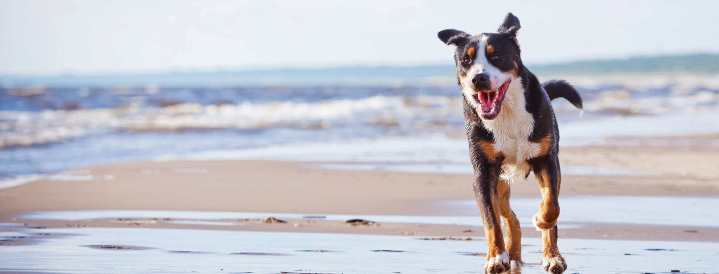 Dog on Beach Running  